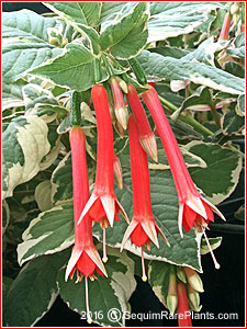 Fuchsia fulgens 'Variegata'